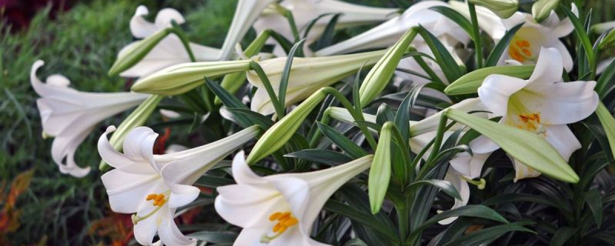 Easter lilies on display. Photo by Golder Age Photos | stock.adobe.com